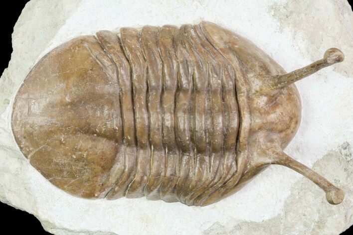 Large, Stalk-Eyed Asaphus Kowalewskii Trilobite - Russia #89996